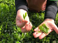 ORYOKI Sencha Kabuse Kirifuda, Bio, Super-Premium
