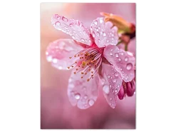 ORYOKI Wandbild Sakura #3, farbig 3:4