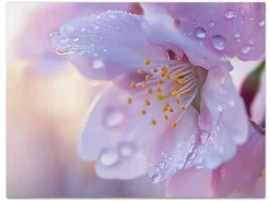 ORYOKI Wandbild Sakura #4, farbig 4:3
